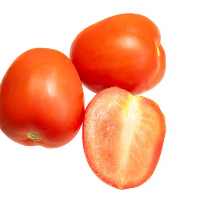 Tomato Bangalore (தக்காளி)