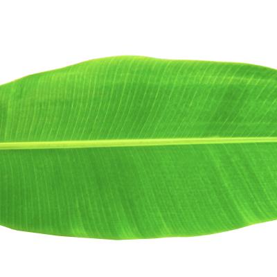 Banana leaf(வாழை இலை)