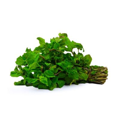 Mint Leaves (புதினா)