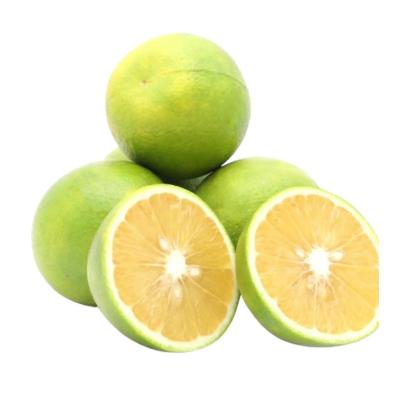 Mosambi (சாத்துக்குடி)