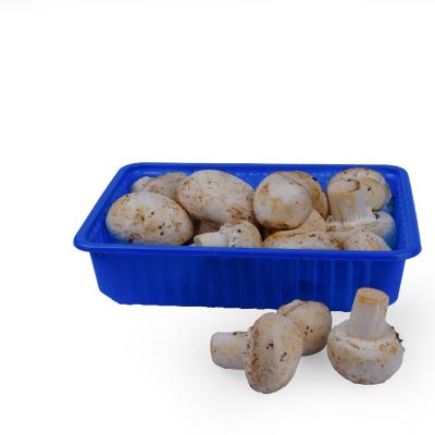 Mushroom (காளான்)