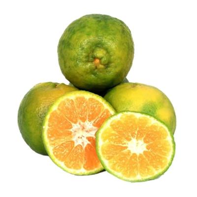 Orange Kamala (ஆரஞ்சு-கமலா)