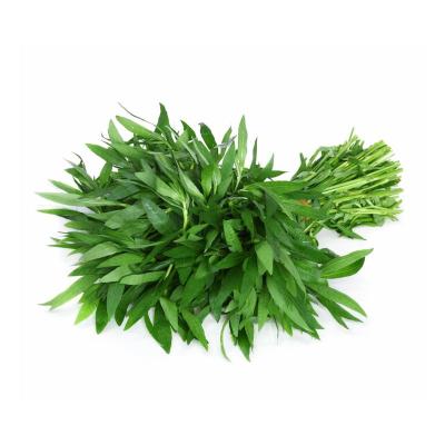 Ponnanganni (பொன்னாங்கண்ணி)