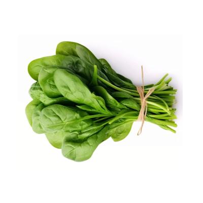 Spinach (பசலைக்கீரை)