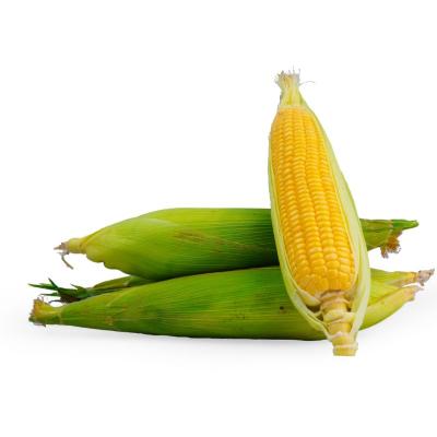 Sweet Corn (ஸ்வீட் கார்ன்)-(approx 300-400g)