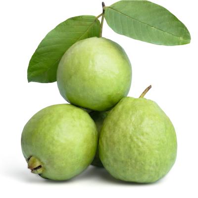 Guava (கொய்யா)